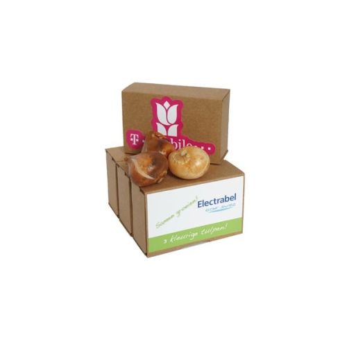 Kraft box medium flower bulbs - Image 3